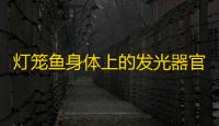 灯笼鱼身体上的发光器官起源于哪里